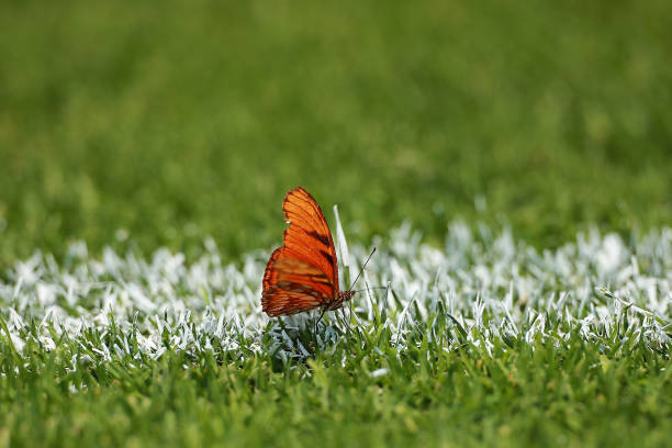 C罗14球制霸联赛！传奇射手依旧无人能挡