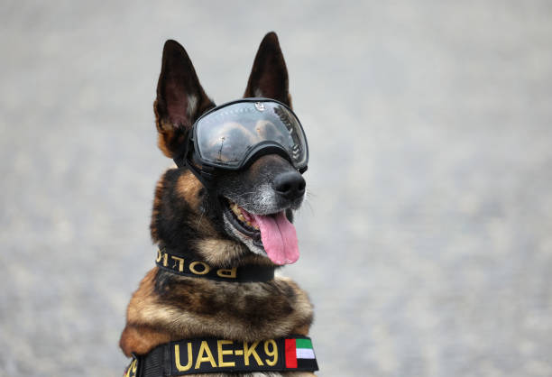 主场优势助力日本队夺得乒乓球男双金牌