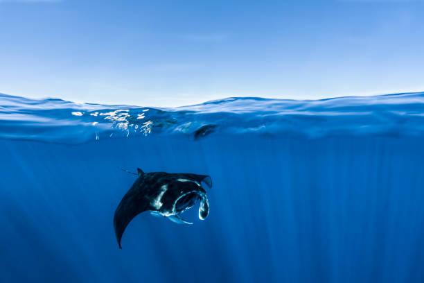 苏炳添：为国争光的体育精神象征