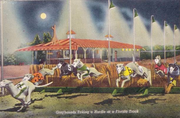 短跑跑鞋品牌对比：轻量、抓地力与缓震性能分析